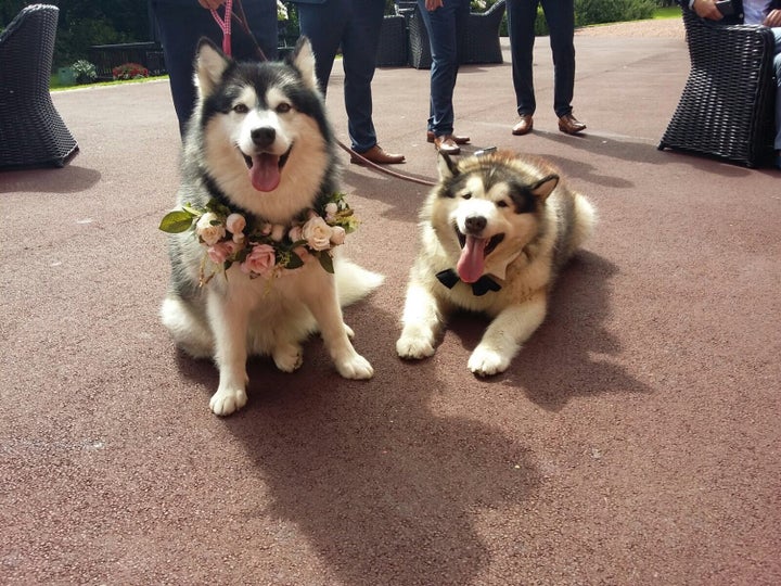 Niko wore a flowered collar, and Phil wore a bowtie.