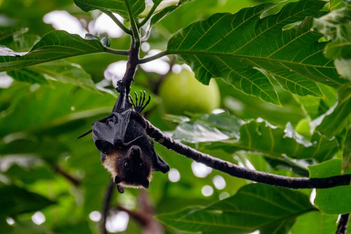 Protection of fruit bats (also called “flying foxes”) is one of the main reasons the national park was established. 