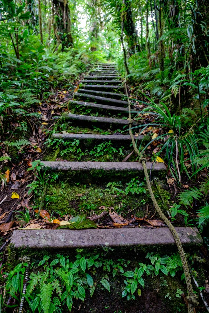 Obstacle course wilderness trail near Pago Pago in American Samoa found at Mt. Alava. Feel the burn! 