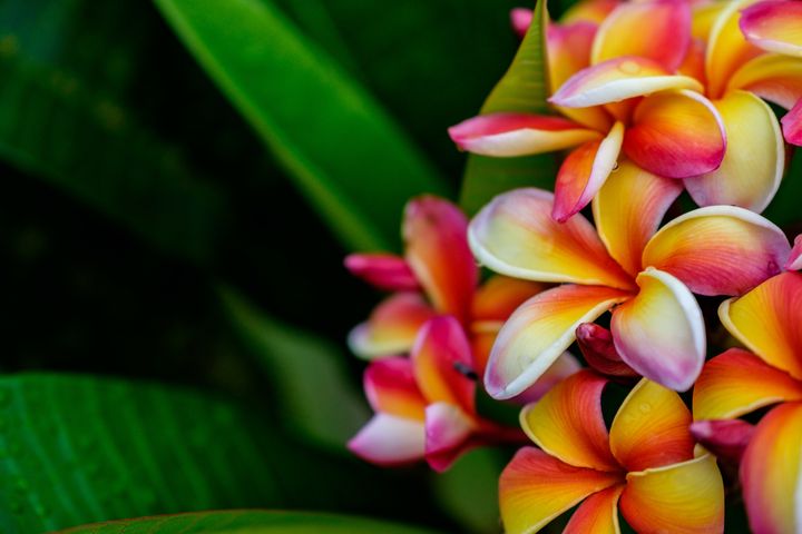 Tropical flowers of all kinds accompany your visit to the islands. 