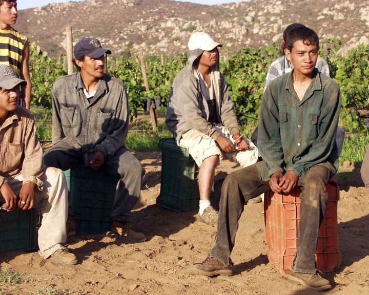 NAFTA has forced small-scale farmers to leave their land and become migrant workers struggling to make a livelihood. These grape pickers migrate from field to field in northern Mexico and California. 