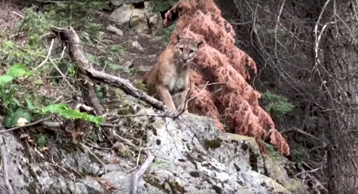 A mountain lion calmly regards a pair of hikers in California's Sequoia National Forest.