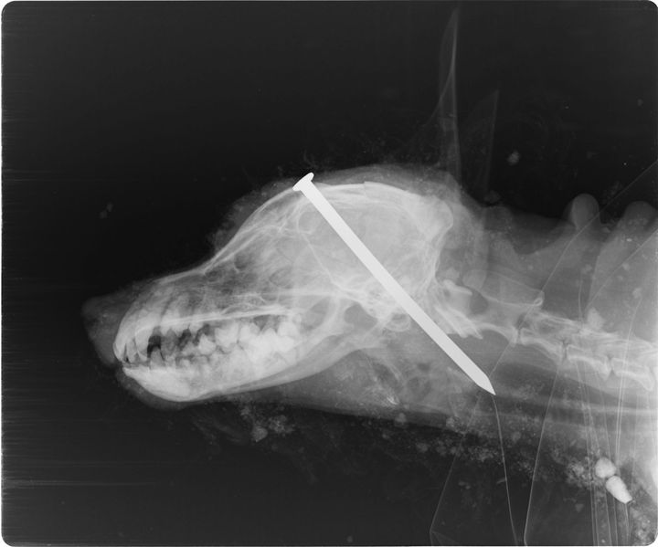 X-ray image issued by the RSPCA of Scamp the terrier, as two men have been jailed after they hammered a nail into the dog's head and buried it alive in a failed euthanasia attempt.