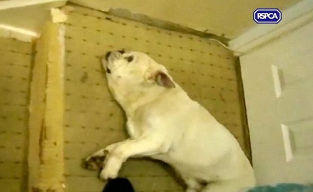 Baby the bulldog was filmed being thrown downstairs, but her abusers were spared jail.
