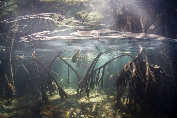 An extensive blue-water mangrove is lined by red mangrove prop roots, Rhizophora mangle, reaching into the water at high tide. Raja Ampat, Papua, Indonesia, Pacific Ocean. © Ethan Daniels 