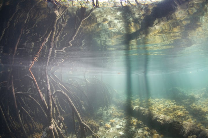 An extensive blue-water mangrove is lined by red mangrove prop roots, Rhizophora mangle, reaching into the water at high tide. Mangroves serve as important nurseries for reef fishes. Raja Ampat, Papua, Indonesia, Pacific Ocean. © Ethan Daniels 