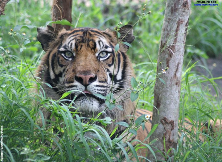 Habitat encroachment and human-wildlife conflict are two problems facing India’s wild tiger populations. 