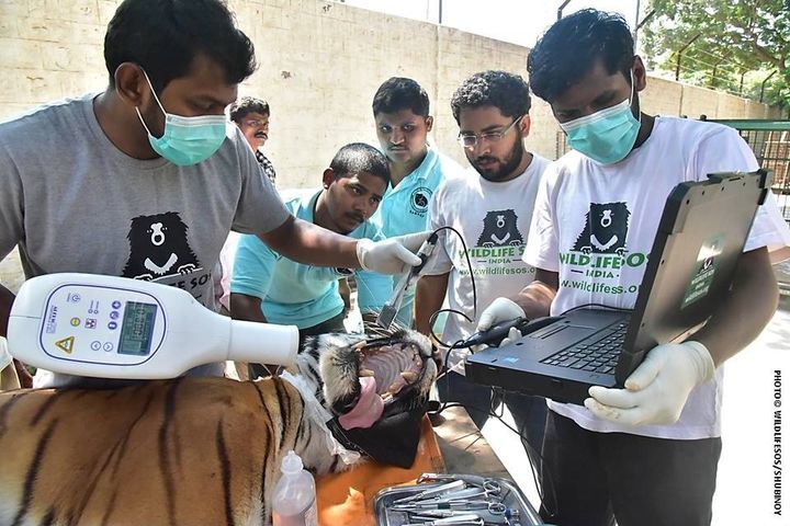 Wildlife SOS veterinarians perform dental surgery on a tiger.