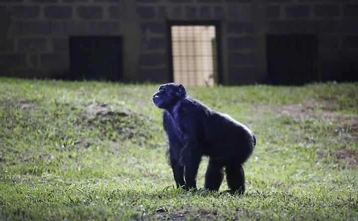 Chimpanzee Cecilia’s first day at Projeto GAP’s Sanctuário de Sorocaba. In 2016 an Argentine court recognized Cecilia as a “non-human legal person with inherent rights.”