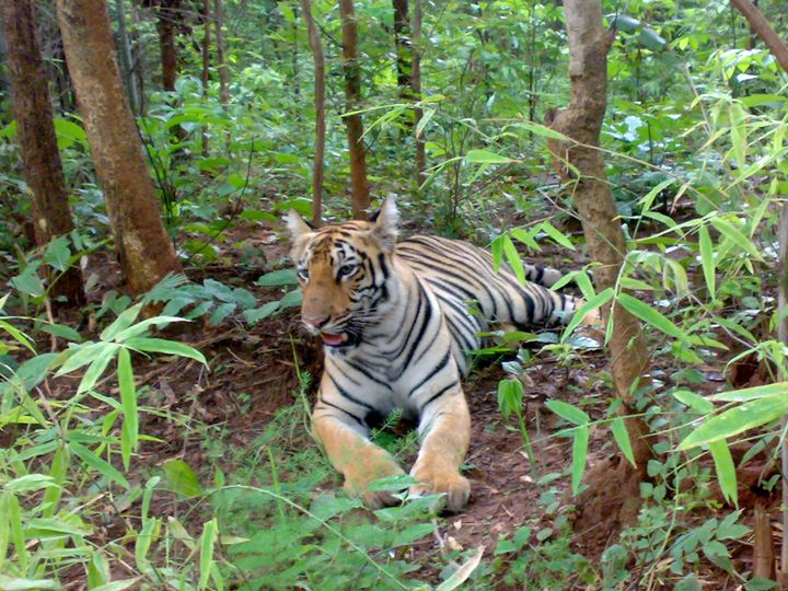 A tiger rests at the Tadoba Andhari Tiger Reserve in central India.