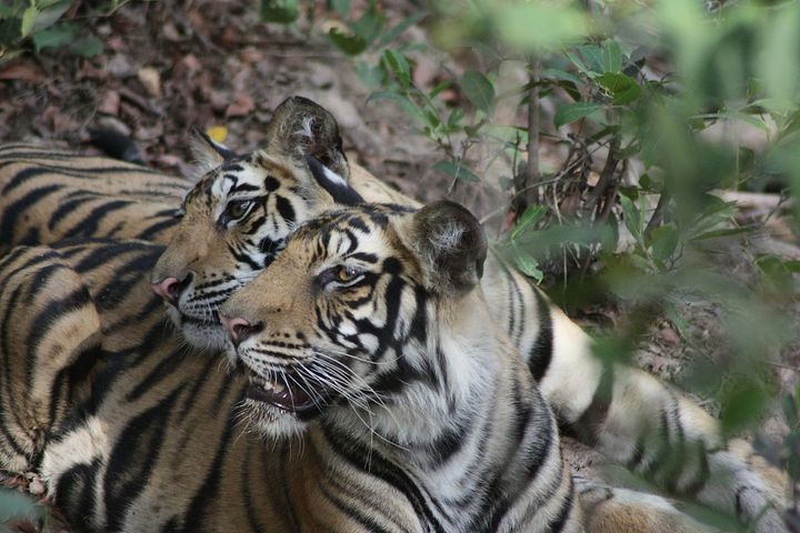 Two male tigers at the Bandhavgarh Tiger Reserve in Madhya Pradesh, India. 