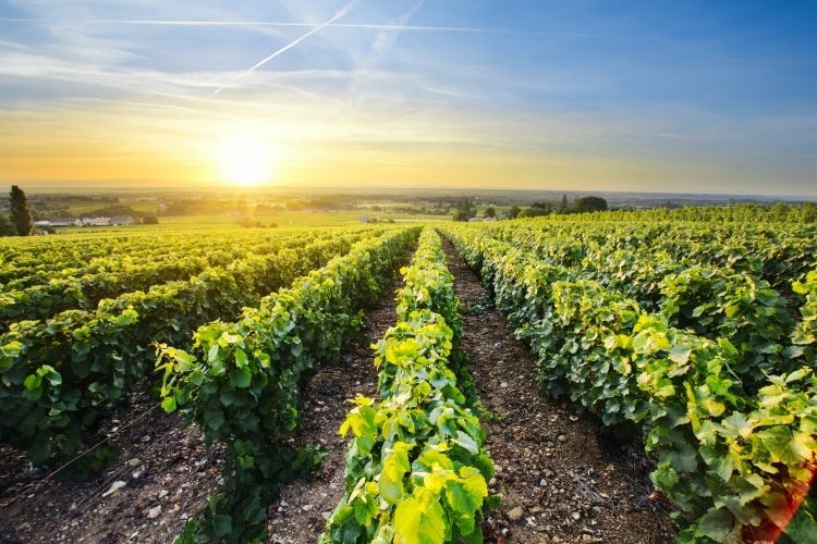 Beaujolais Vineyard at Sunset