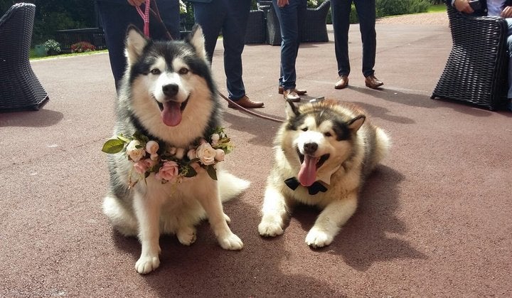 Niko wore a flowered collar, and Phil wore a bowtie.