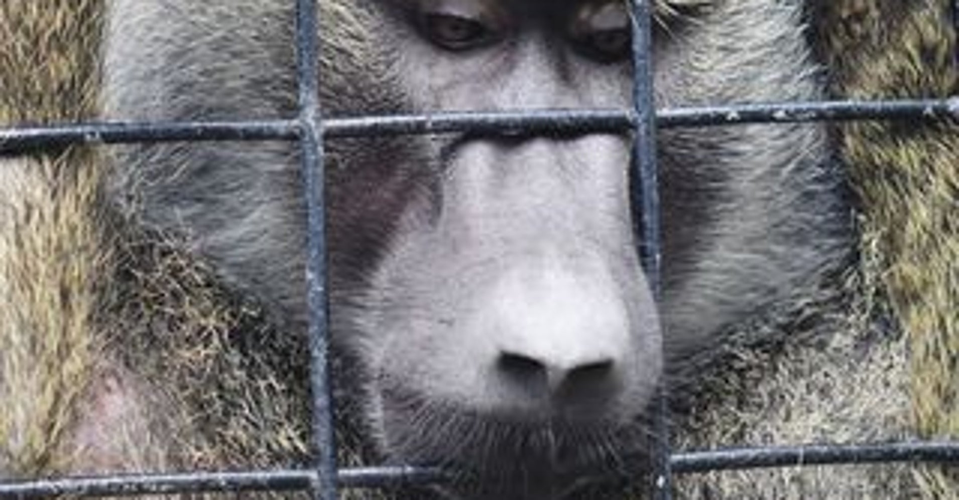 How Many Zoos Kill Animals