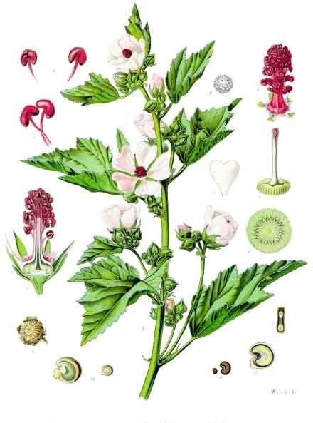 A botanical drawing of the marshmallow plant, featuring the plant as well as closeups of the flower and seed.