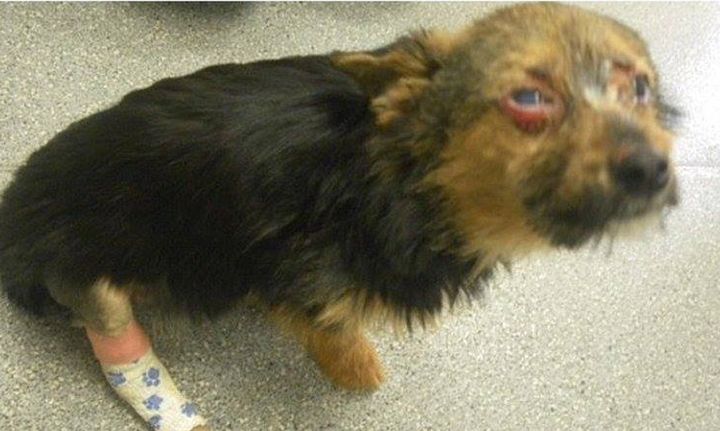 Chunky was stolen by a gang of teenagers and tortured for hours in one of the worst cases an RSPCA inspector has ever seen.