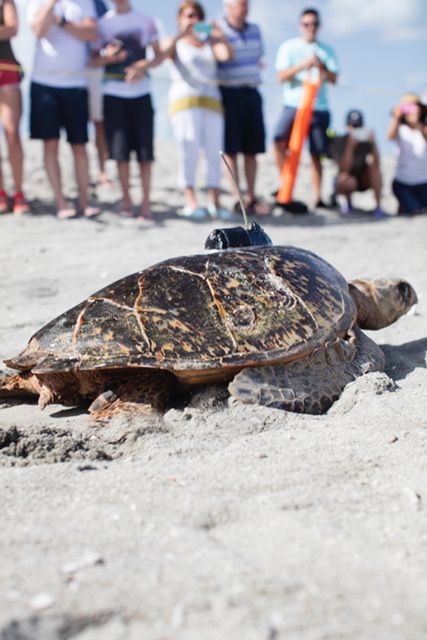 Sea turtle equipped with satellite tracker making her way back to the ocean