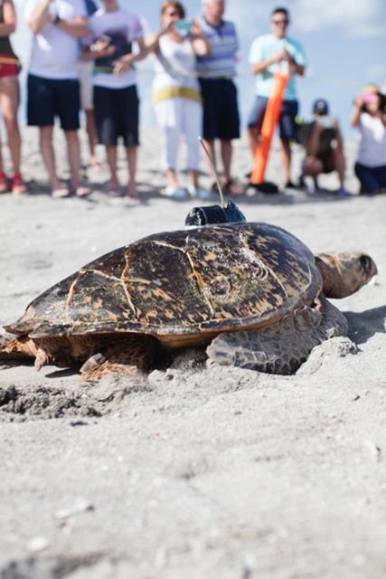 A Weekend Sipping Naked & Saving Sea Turtles | HuffPost