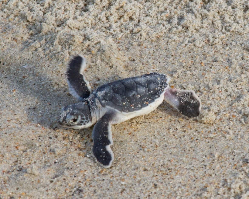 Sea turtle hatchling