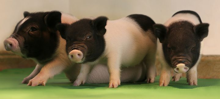 eGenesis' pigs are the first to be free of a group of pig-specific viruses that make their organs unsuitable for human transplant.
