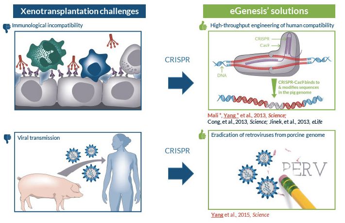 Some challenges remain, notably engineering organs that aren't rejected by the human immune system, as illustrated in the top panels of this eGenesis-supplied illustration. CRISPR can help there, too.