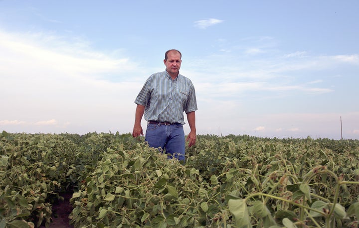 John Weiss looks over his crop of soybeans, which he had reported to the state board for showing signs of damage due to the drifting of Monsanto's pesticide Dicamba, at his farm in Dell, Arkansas, U.S. July 25, 2017. 