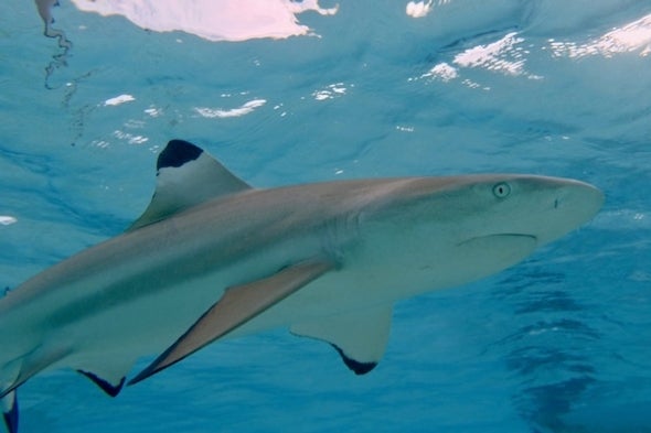<em>Blacktip shark (carcharhinus melanopterus).</em>