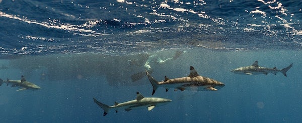 <em>Blacktip sharks (carcharhinus melanopterus).</em>