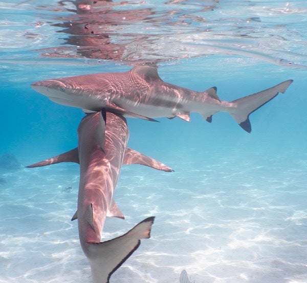 <em>Blacktip sharks (carcharhinus melanopterus).</em>