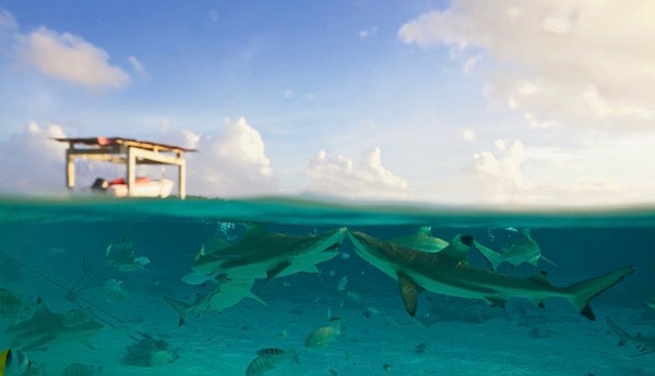 <em>Blacktip sharks (carcharhinus melanopterus).</em>