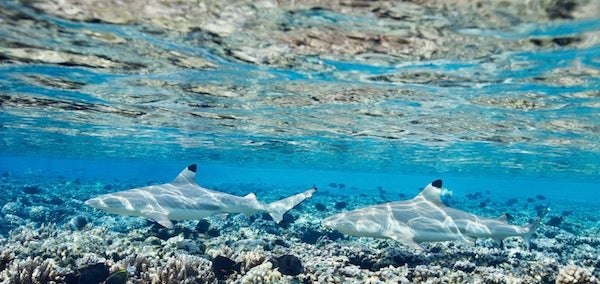 <em>Blacktip sharks (carcharhinus melanopterus).</em>