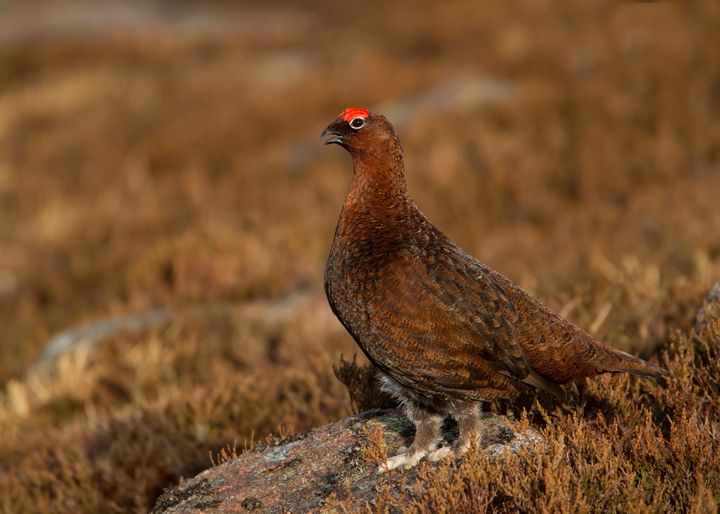 Male Red Grouse Lagopus lagopus scotica calling in the hills, Scotland