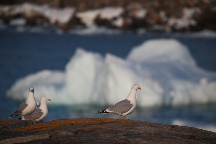 Birds walk on the shoreline as an iceberg floats in Flatrock Cove. The higher number of icebergs this season can be attribute