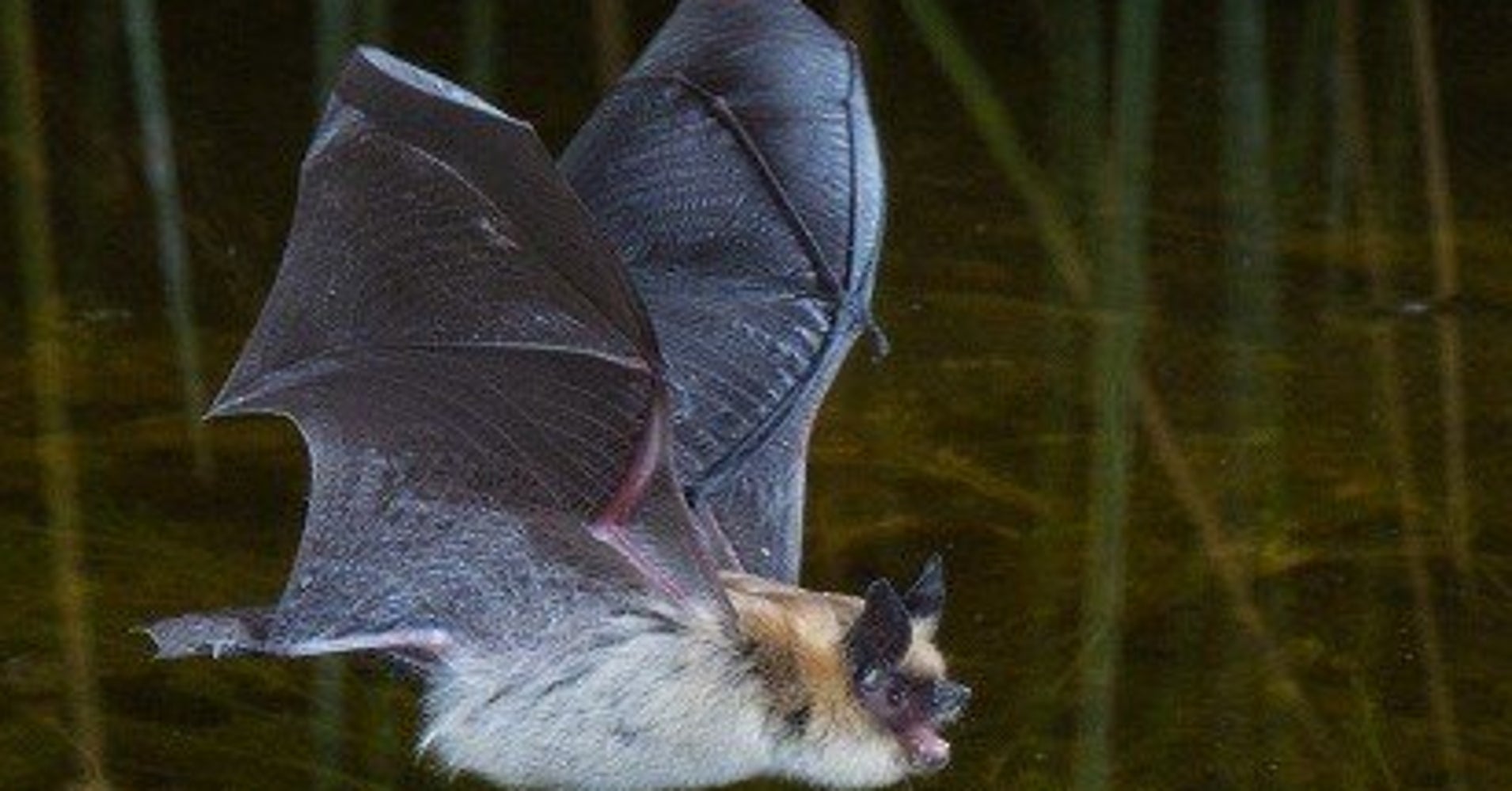 Do You Need Rabies Shots If A Bat Gets In Your House