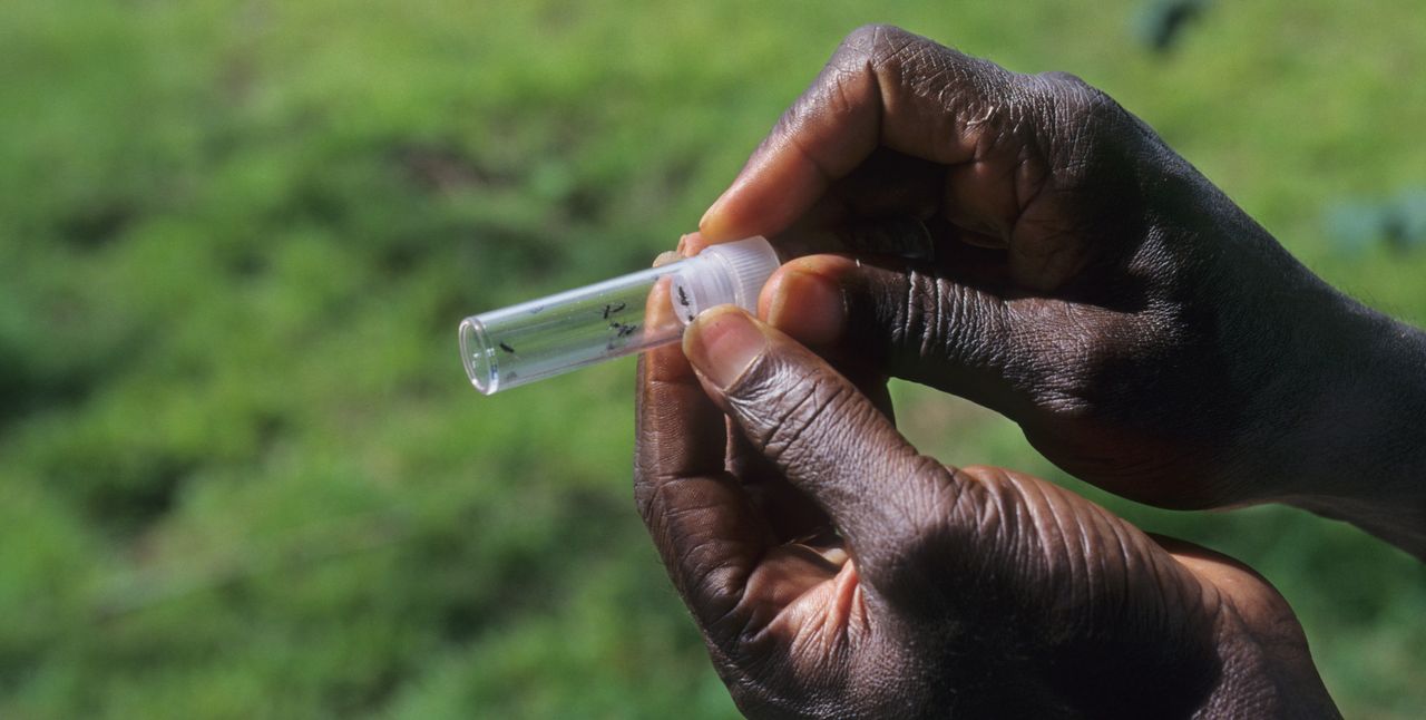  A vial containing black flies, the vector for river blindness.