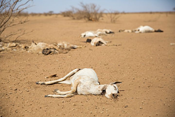 The carcasses of hundreds of dead sheep and goats litter the landscape in Somaliland. Pasture and water supplies are disappearing across the Horn of Africa. Photo: Kieran McConville