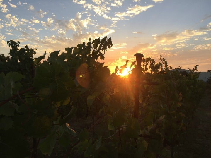 Sunrise on harvest day for Mumm Napa