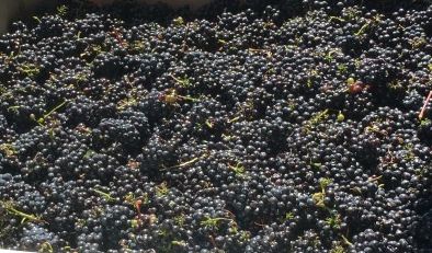 The Pinot Meunier grapes harvested in Napa