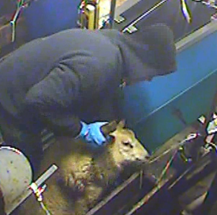 A halal slaughterhouse where workers were secretly filmed abusing animals went into administration following the undercover investigation.