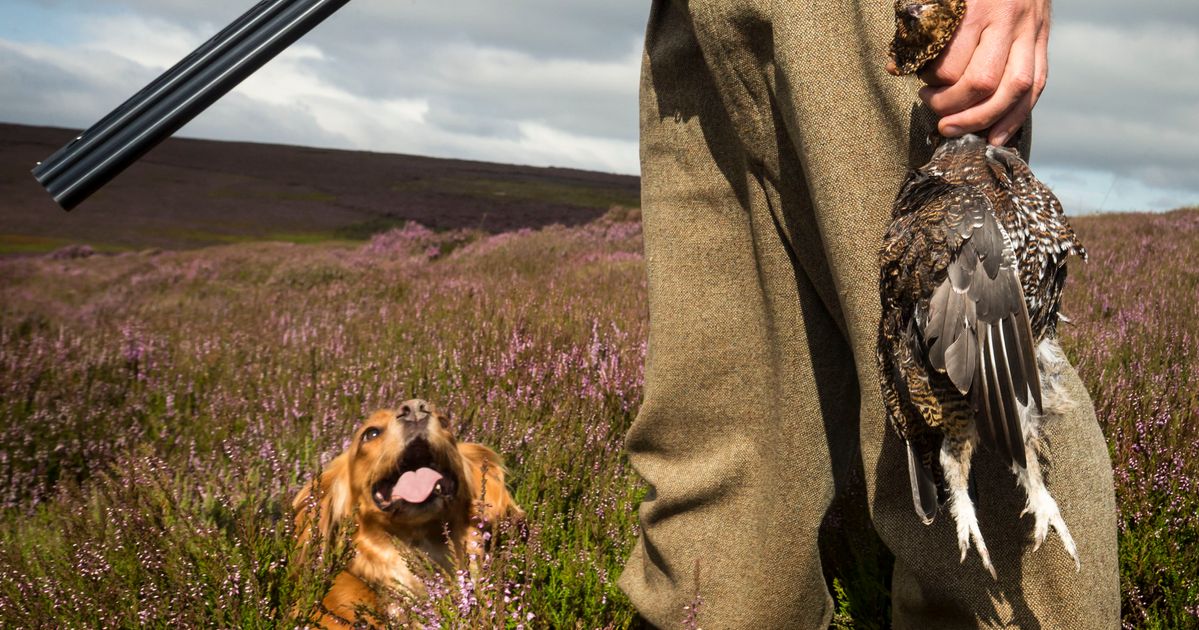 Glorious Twelfth: Critics Slam Grouse Moors For Pocketing Millions In ...