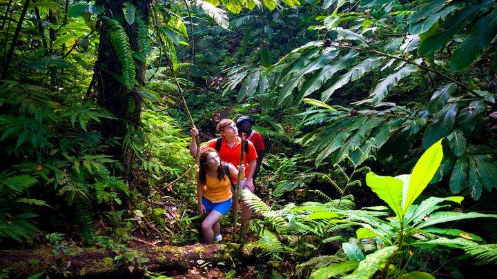 Guided jungle walks give hikers a taste what the Marines faced fighting on Guadalcanal. 