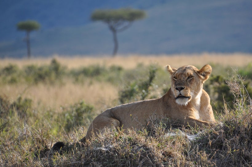 A lioness rests in the Maasai Mara, Kenya