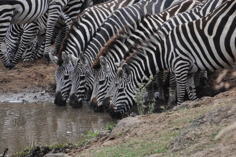 Zebras enjoy a drink from the Mara River, Kenya