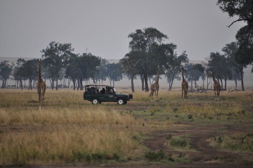 Expect to get very close to the animals in your safari vehicle. You’re safe as can be as long as you follow your ranger’s ins