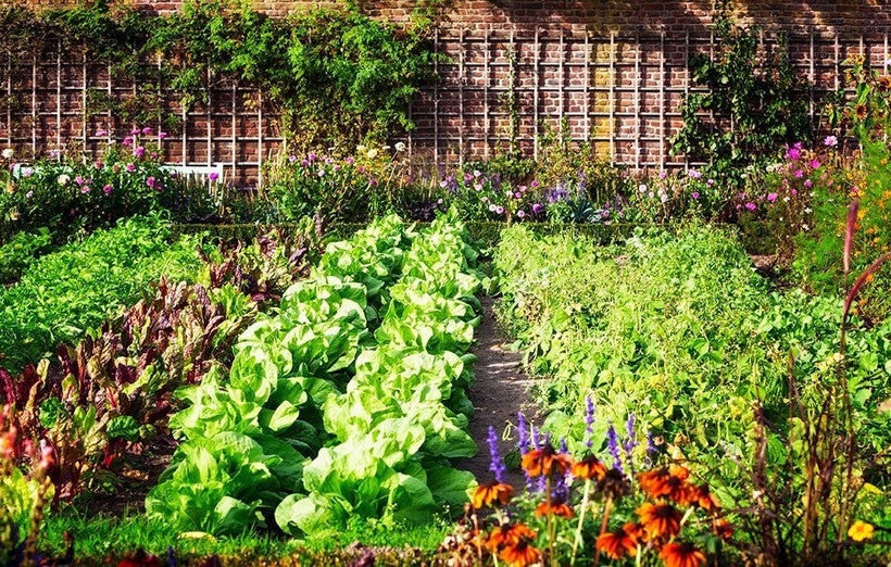 Image result for kate middleton vegetable garden