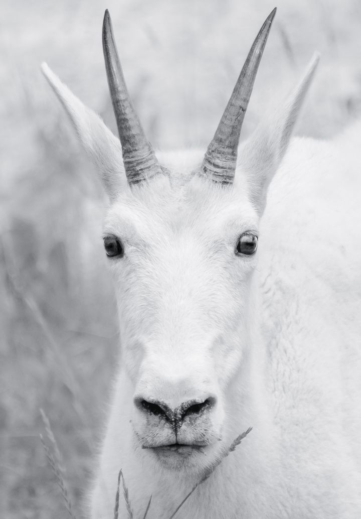 <p>The treat of wildlife surprises in Jasper National Park. The Mountain Goat. </p>