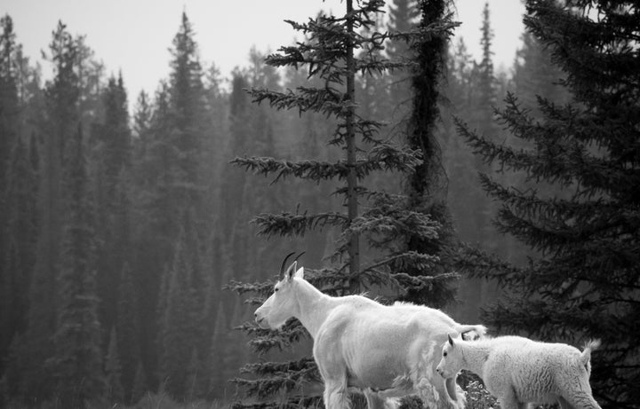 <p>Mama and kid look down to the river before climbing down the rocks for a drink. Jasper National Park. </p>