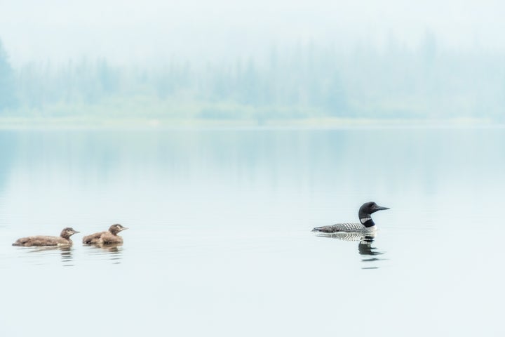 <p>Loons on Pyramid Lake in Jasper National Park. </p>