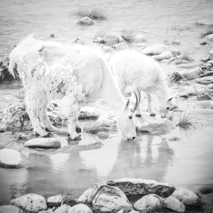 <p>Mountain Goats drinking from the Athabasca River. </p>