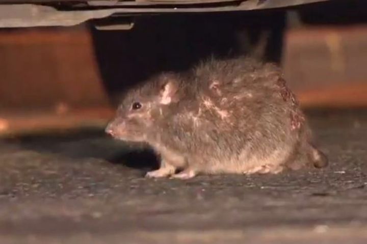 Rats were filmed roaming city streets in Birmingham by Sky News last week